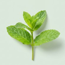 Menthol